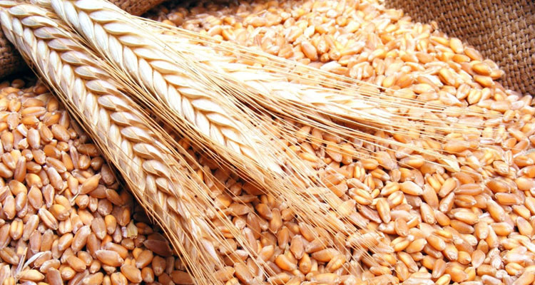 تونس تطرح مناقصة دولية لشراء 75 ألف طن من الحبوب