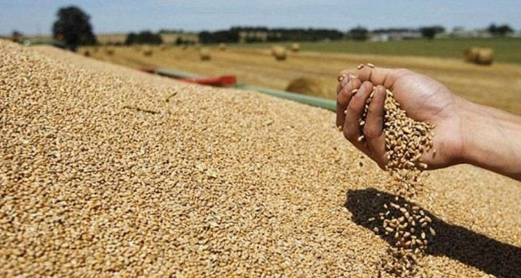 وزارة الفلاحة تخصص خط تمويل لفائدة منتجي الحبوب لاقتناء مستلزمات الإنتاج للموسم 2024 /2025