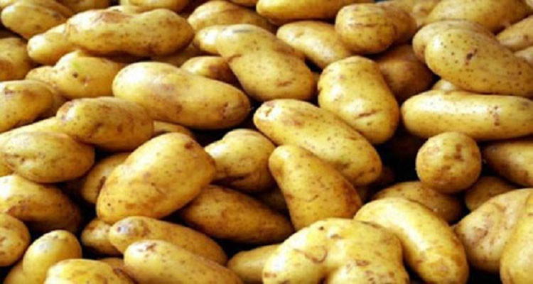 بنزرت: حجز حوالي 2,5 طن من مادة البطاطا  وإعادة ضخها بسوق الجملة للخضر والغلال