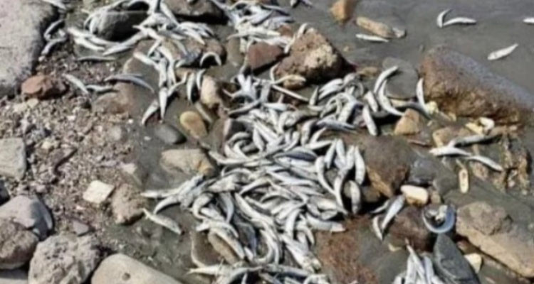 مدنين: رئيس فرع جرجيس للمعهد الوطني لعلوم البحار يوضح أسباب نفوق اليرقات