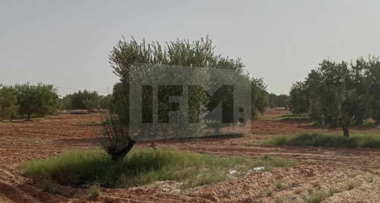 21 أكتوبر الجاري: انطلاق موسم جني الزيتون في تطاوين
