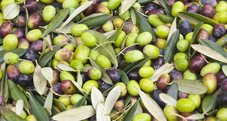 صفاقس: توقعات بزيادة إنتاج الزيتون بنسبة 77 بالمائة