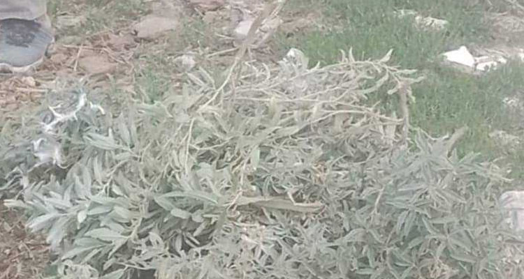 انتشار نبتة الشويكة الصفراء في ولاية سليانة