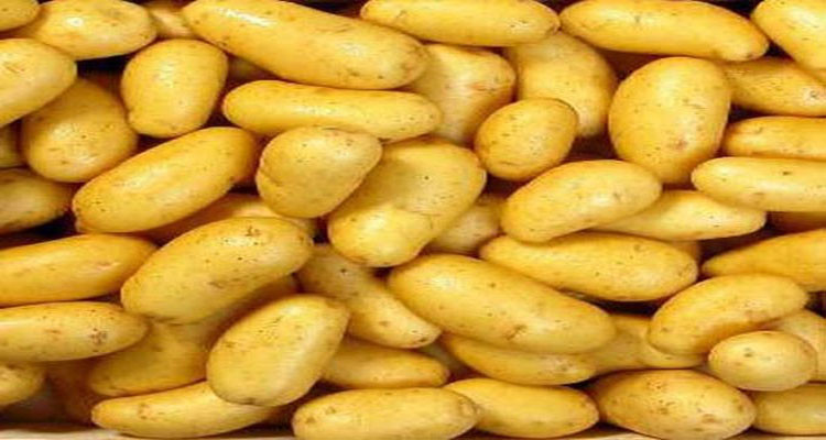 بدر الدين القمودي: 2780 طن من البطاطا الموردة تبين أنها فاسدة ومصابة بنوعين من البكتيريا