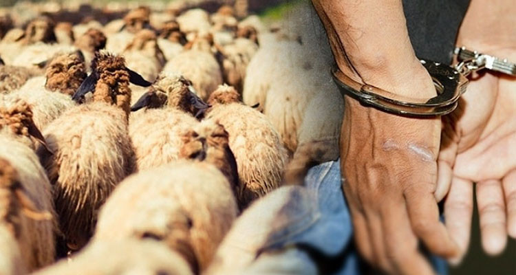 سليانة: الكشف عن عملية سرقة رؤوس أغنام واسترجاع كامل القطيع