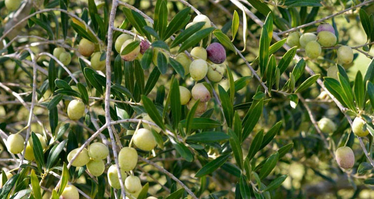 باجة: توزيع 3250 شجرة زيتون على الفلاحين في إطار مشروع "بروصول"