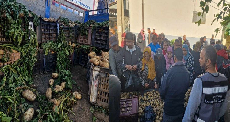 جندوبة: إحداث نقطة بيع من المنتج للمستهلك للبطاطا الجديدة