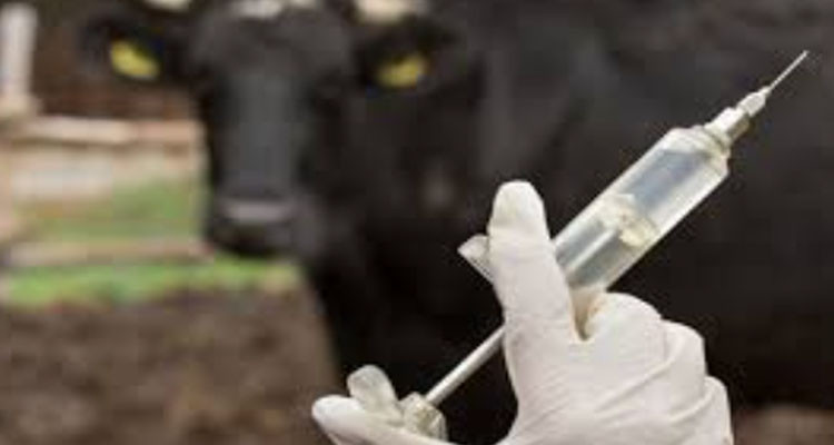 تنفيذ حملة تلقيح استعجاليّة تطوعيّة ضد مرض الجلد العقدي المعدي لدى الأبقار