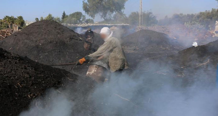 To prevent forest fires: Algeria temporarily bans coal production