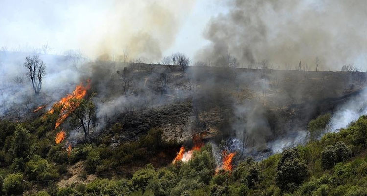 A big fire in Beja that destroyed 156 hectares of forest trees