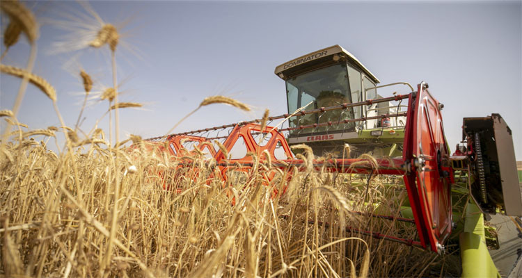 Tunisia to import 250 thousand tons of wheat from France