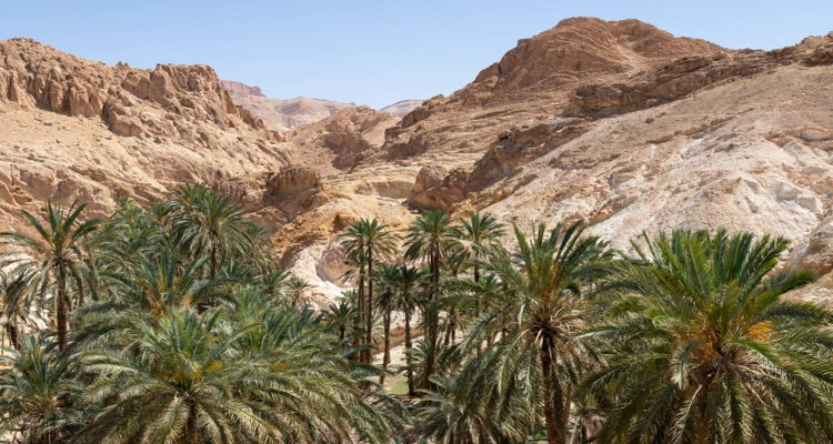 For the new year's celebrations: over 21,000 Algerian tourists visit Tozeur