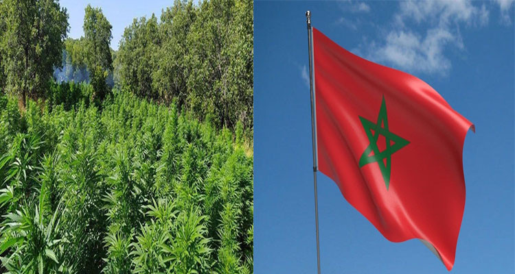 Morocco: the first North African country to market and export cannabis