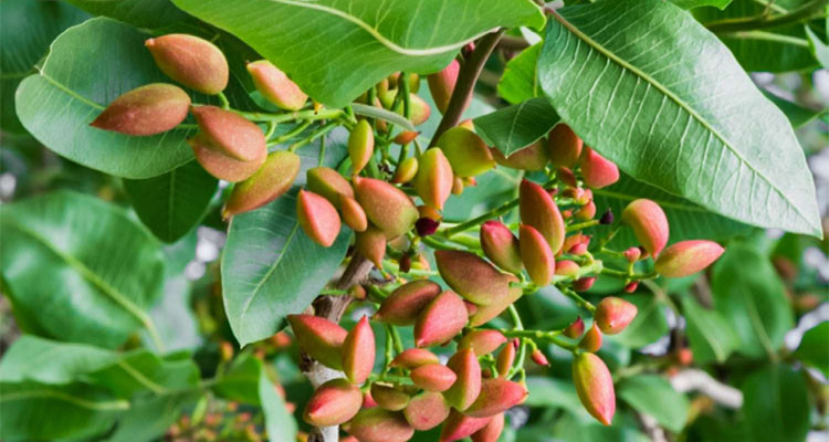 Kasserine: Pistachio harvest estimated at 1,100 tons