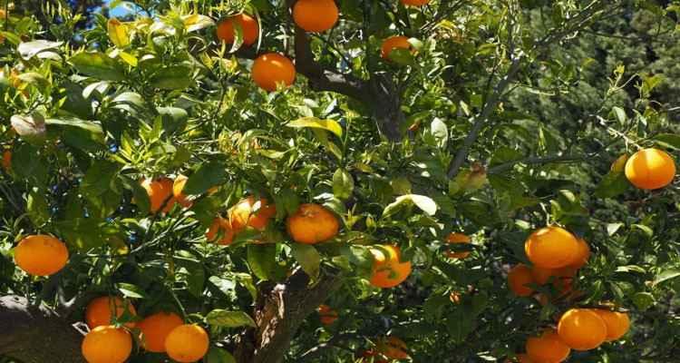 Tunisia: Citrus crop rises by 26% in 2023