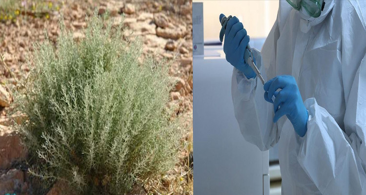 مستخلص من نبتة الشيح: مدغشقر تعلن إيجاد عقار ضد الكورونا