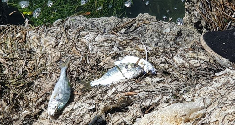 نفوق اسماك في صيادة