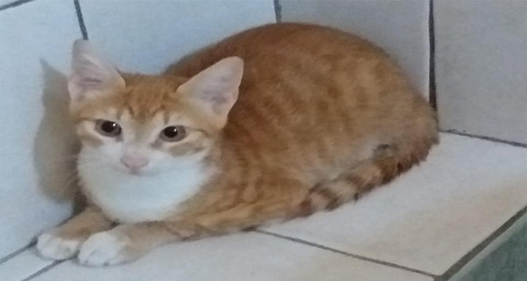 القط pupi