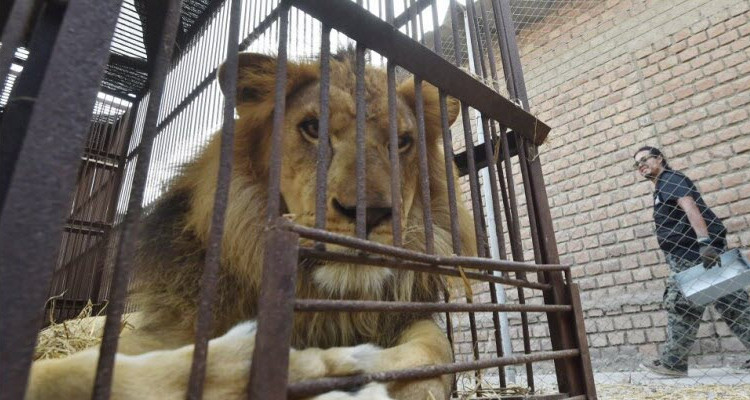 سيرك ألماني يجني آلاف الأوروات بفضل ''فضلات أسوده'' 