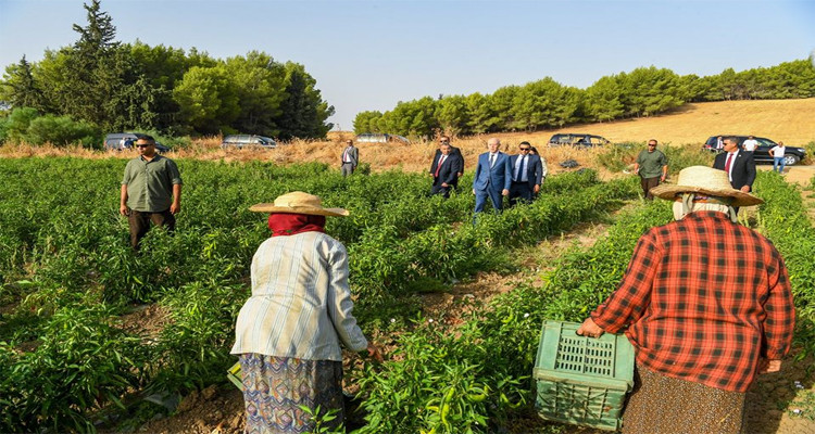 قيس سعيد يزور عاملات الفلاحة في جندوبة