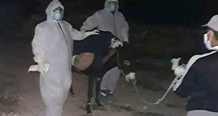نقل مشتبه في إصابته بالكورونا على حمار