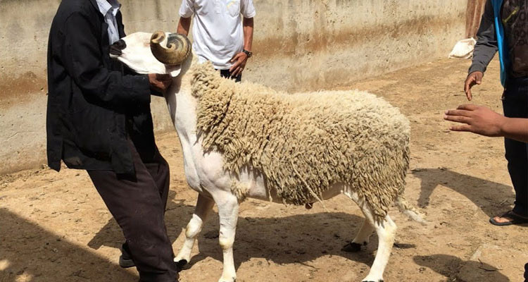 طبيب بيطري