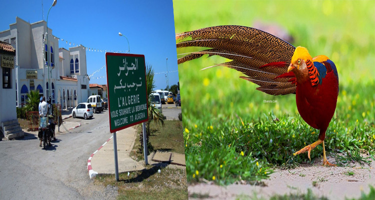 الحرس الوطني يحبط تهريب عدد من طيور الدراج الذهبي إلى الجزائر 