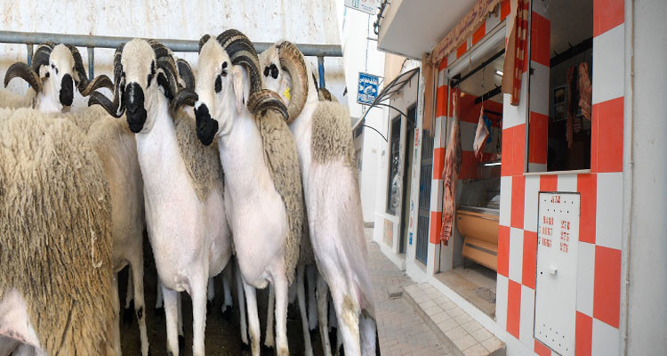 اغنام جزار