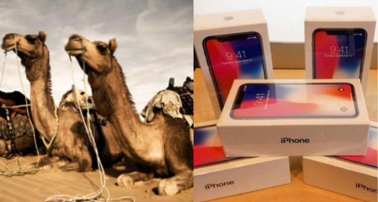 تطاوين : حجز 3 إبل محملة بـ 1154 هاتفا جوالا
