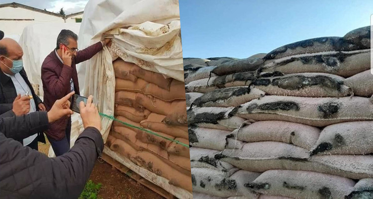 مدير عام الصحة النباتية يوضح حقيقة البذور المتعفّنة في قبلاط 