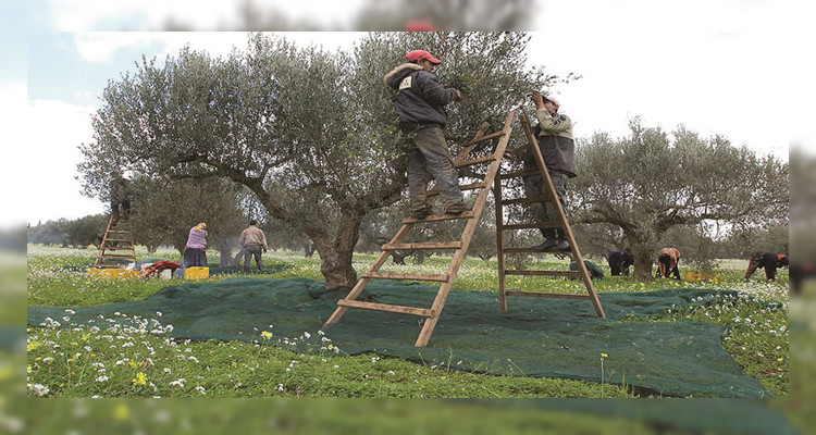 وزارة الفلاحة تحدد موعد انطلاق وانتهاء موسم جني الزياتين لموسم 2021 
