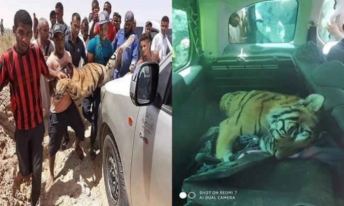 الجزائر: مواطنون يقتلون النمر الفار من حديقة الحيوانات 