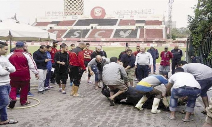 الأهلي المصري يذبح عجلا لطرد نحس الإصابات فيصاب حسام عاشور 