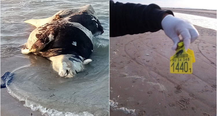 جثث عجول بشوطئ قلعة الأندلس: وزارة القلاحة توضح 