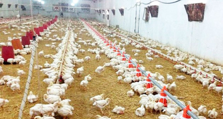 وزارة الفلاحة تقدم توصيات لمربي الدواجن توقيا من انفلونزا الطيور