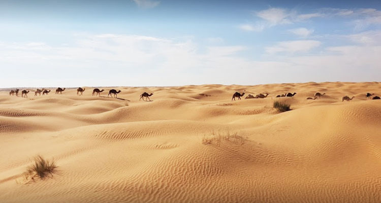 قبلي: العثور على مواطن بعد أن تاه في الصحراء لأكثر من يومين