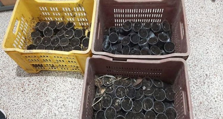 حجز 230 وعاء بها بذرة ماريخوانا بضيعة فلاحية بمنزل تميم