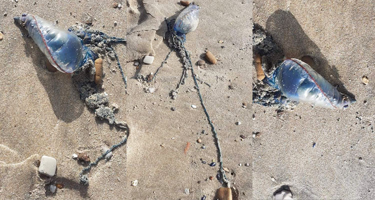 تم رصده في أميلكار ورادس وبوقرنين: رجل الحرب البرتغالي يغزو خليج تونس