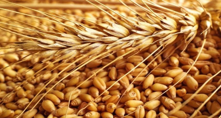 وزارة الفلاحة ترفع في أسعار الحبوب لصابة 2020 -2021