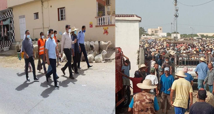 توزر: وفرة أضاحي العيد بنقاط البيع مقابل احتشام في الاقبال على شراء الأضاحي 