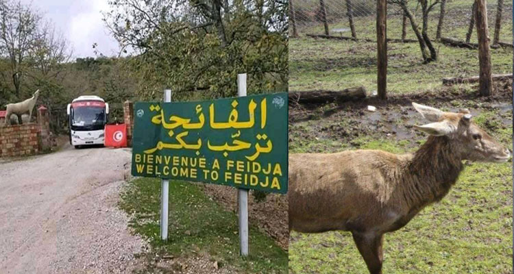 نفوق أيلين أطلسيين بمحمية الفايجة بعد إصابتهما بمرض النزيف الوبائي الفيروسي