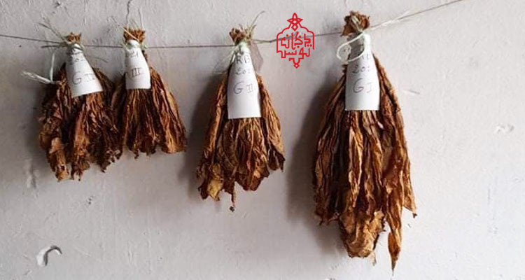 وكالة التبغ والوقيد تقرر الترفيع في تسعيرة شراء التبغ المحلي بجميع أنواعه