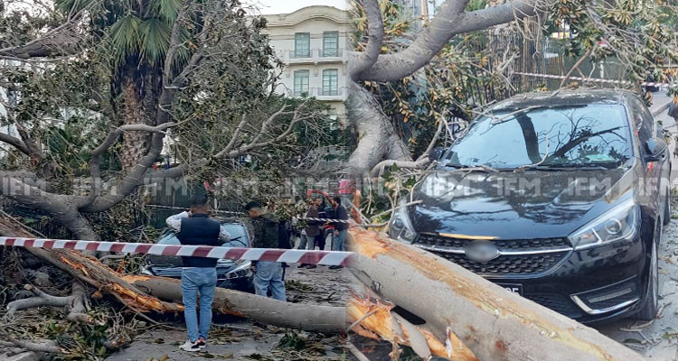 يحدث وسط العاصمة: سيارة مواطن تنجو بأعجوبة من حادثة سقوط شجرة ضخمة
