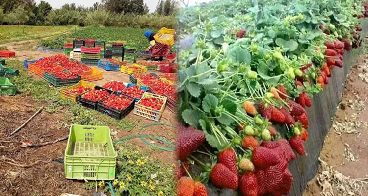 باجة: مزارعو الفراولة بنفزة ينبهون من تلف صابتهم بسبب نقص المياه 