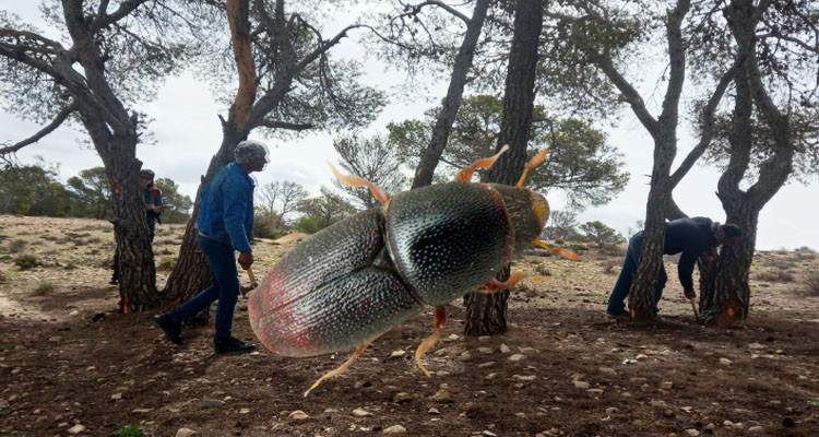 القصرين: تيبّس أكثر من 165 ألف شجرة صنوبر حلبي بغابة طم صميدة