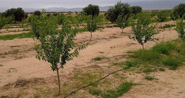 استرجاع عقار دولي فلاحي بمساحة 5 هكتارات في ولاية سليانة