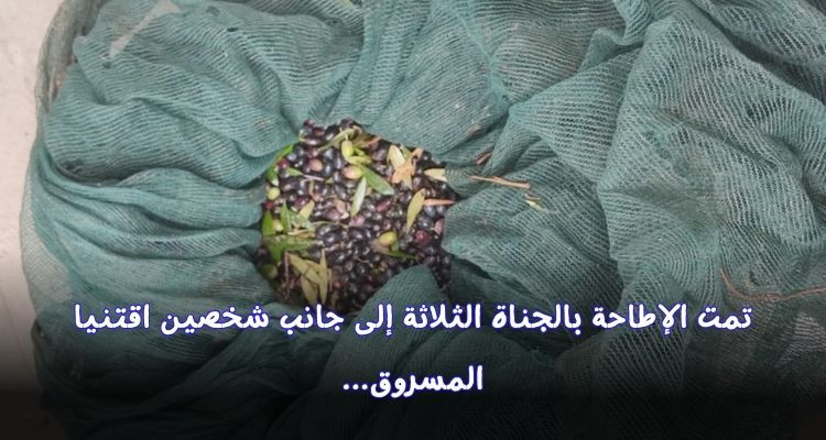 إماطة اللثام عن عملية سرقة 1000 كلغ من الزيتون في مجاز الباب