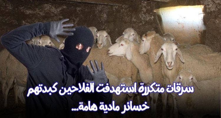 سرقات متكررة تستهدف فلاحين في قربة ومنزل تميم والهوارية والأمن على الخط