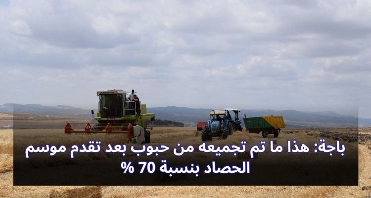 باجة: هذا ما تم تجميعه من حبوب بعد تقدم موسم الحصاد بنسبة 70 %