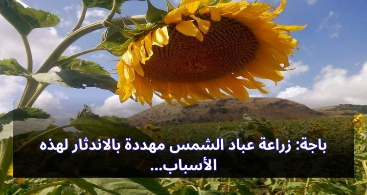 باجة: زراعة عباد الشمس مهددة بالاندثار لهذه الأسباب